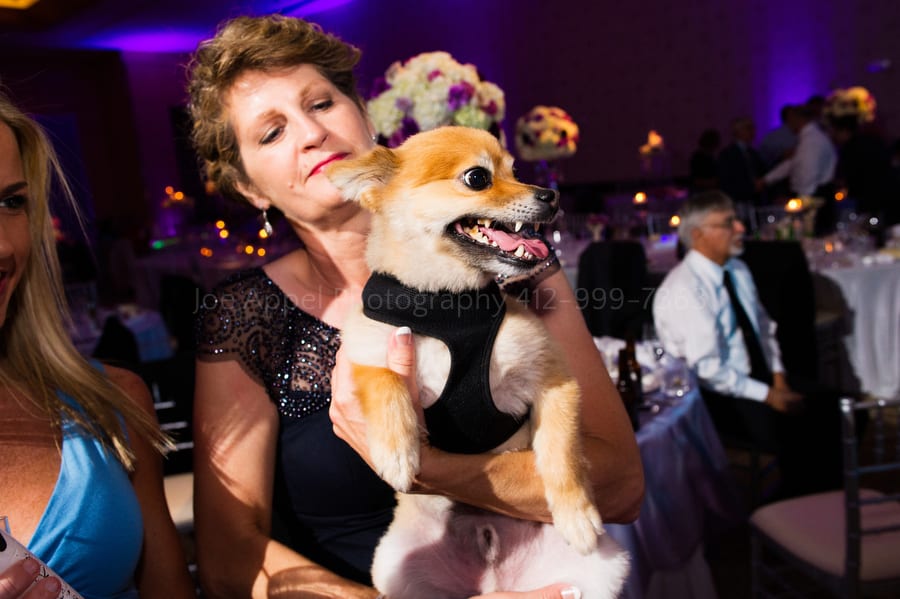 the couple's dog looks nervous while he makes an appearance on the dancefloor fairmont pittsburgh wedding