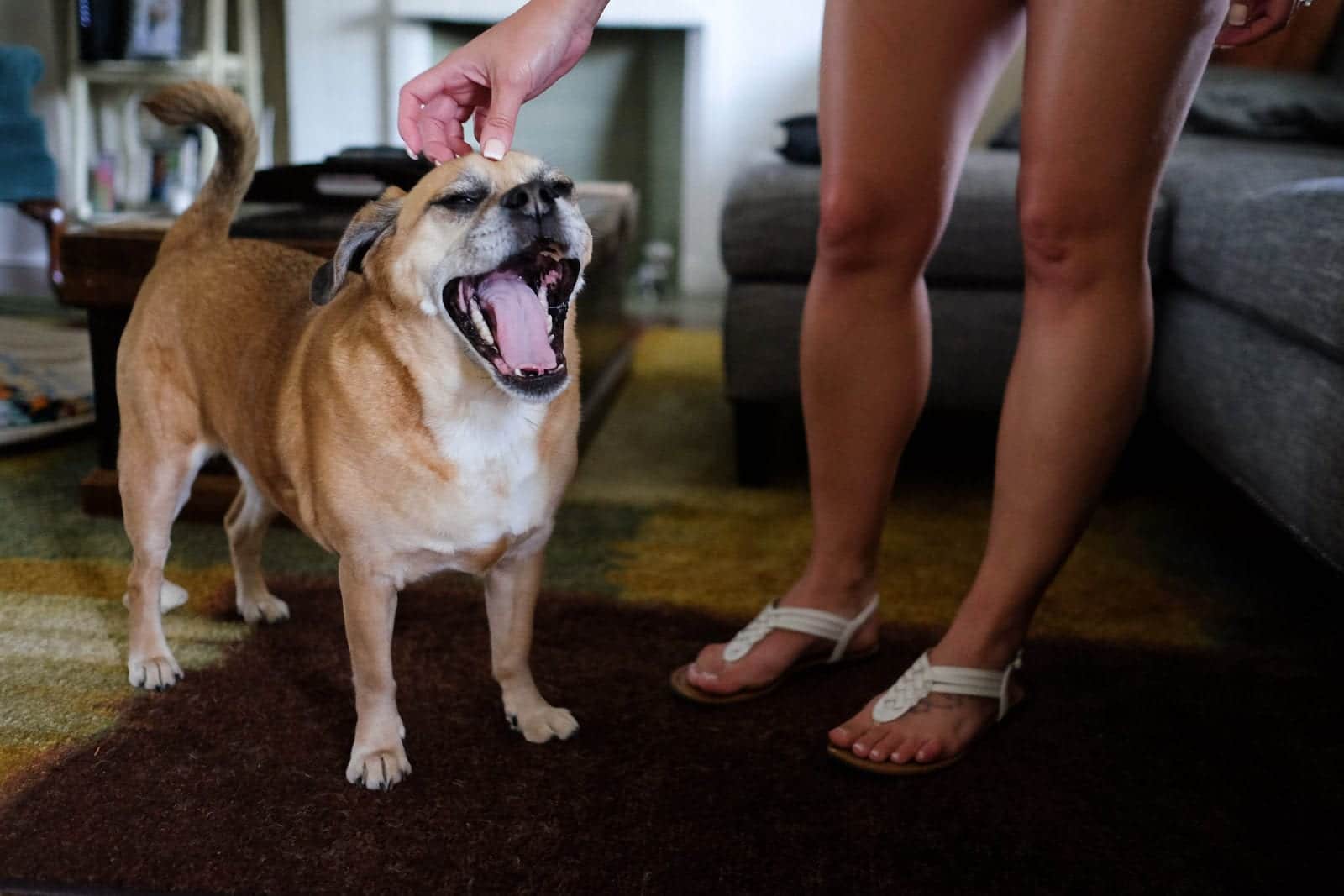 A puggle yawns as his owner scratches the top of his head.