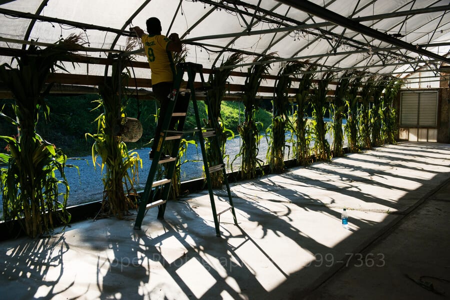 a man hangs corn stalks in a greenhouse to prepare it for a wedding reception outdoor wedding in pittsburgh