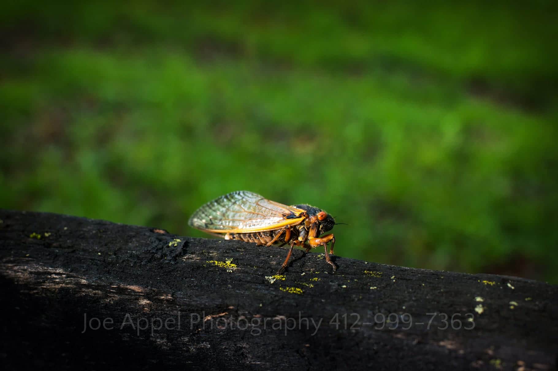 a locust sits on a fence post