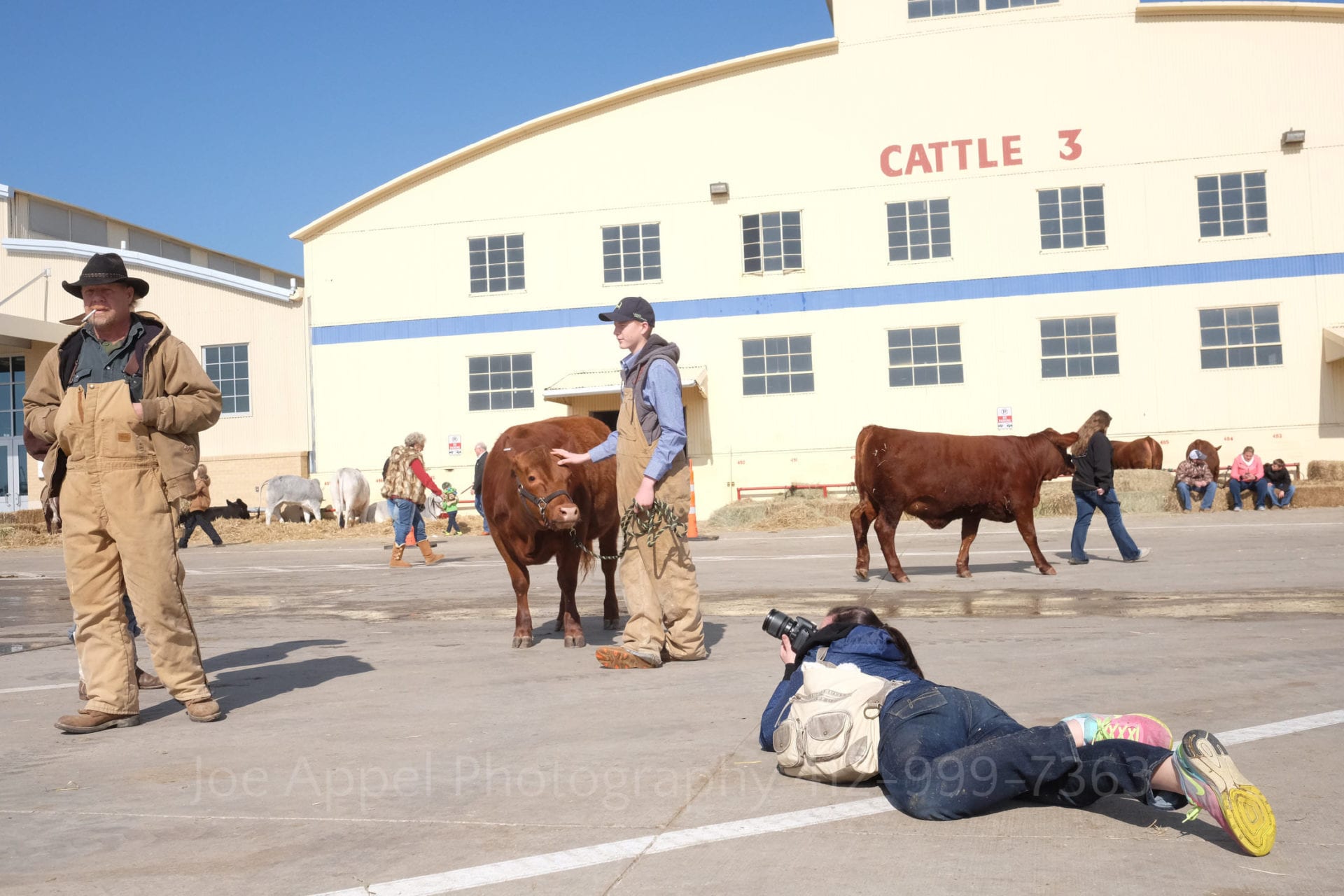 a photographer lays on the ground in a stockyard as farmers walk by leading their cattle