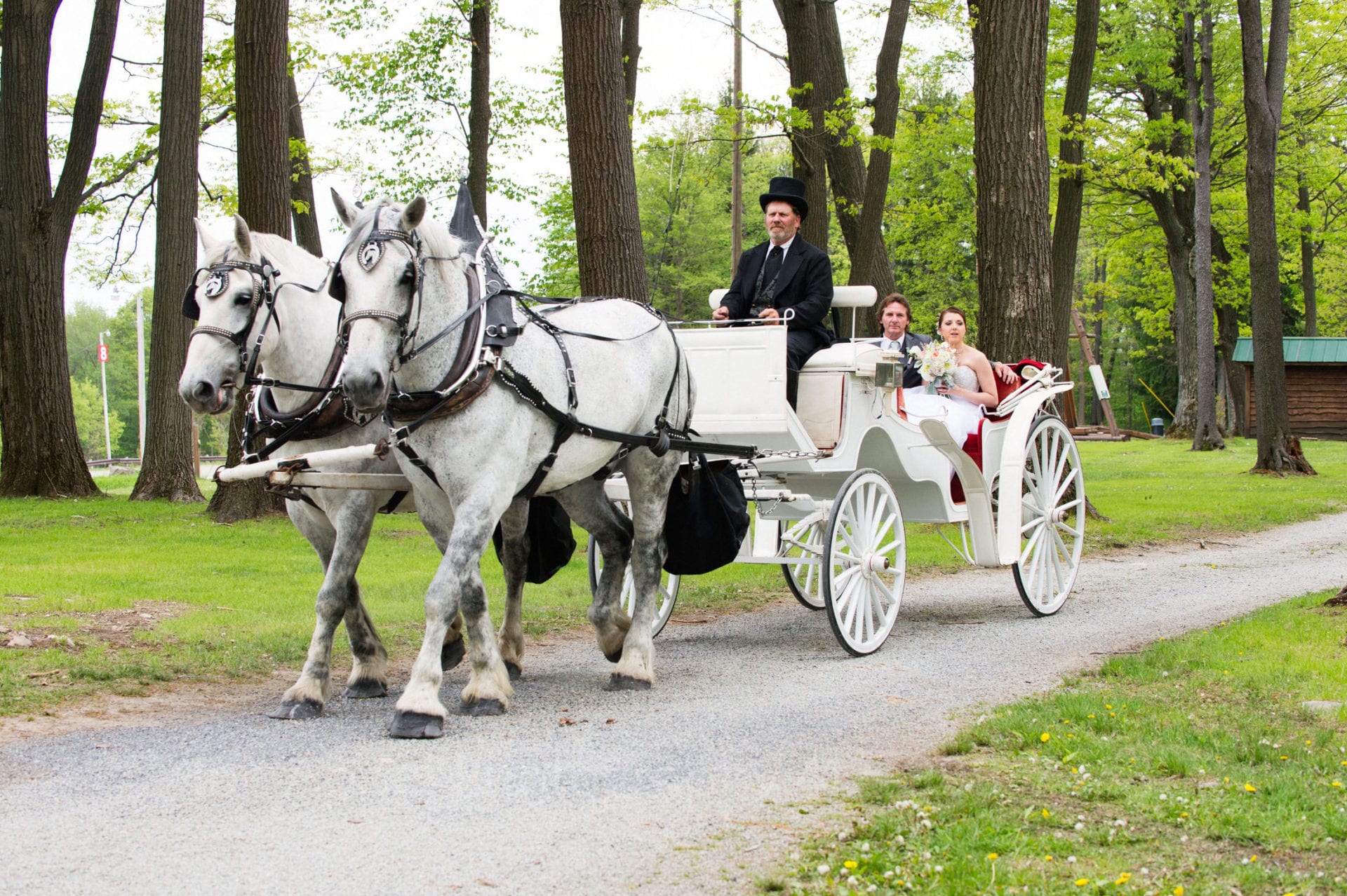 a bride and her father sit in a white carriage drawn by white horses Seven Springs Weddings