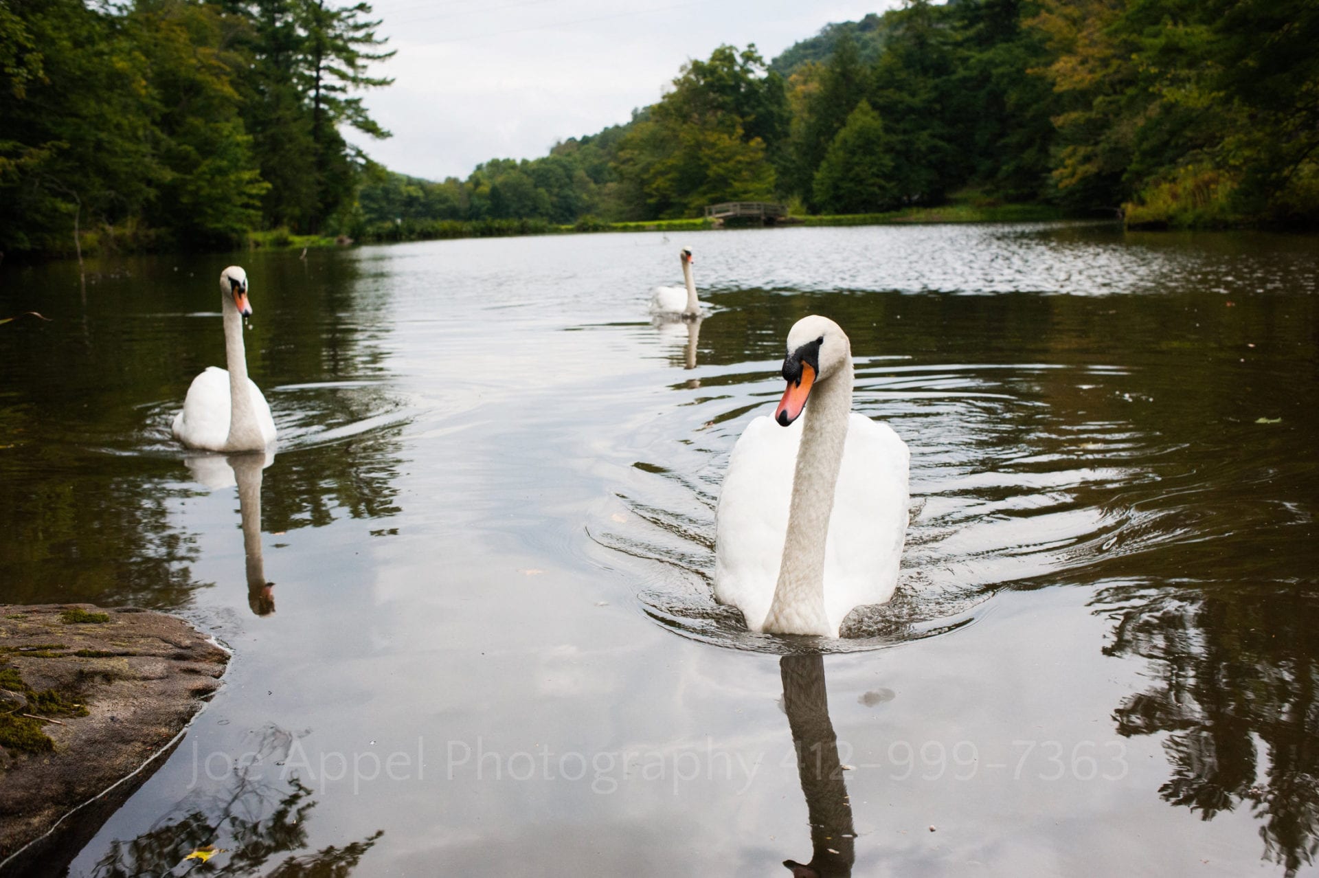 three white swans float on a lake Seven Springs Weddings