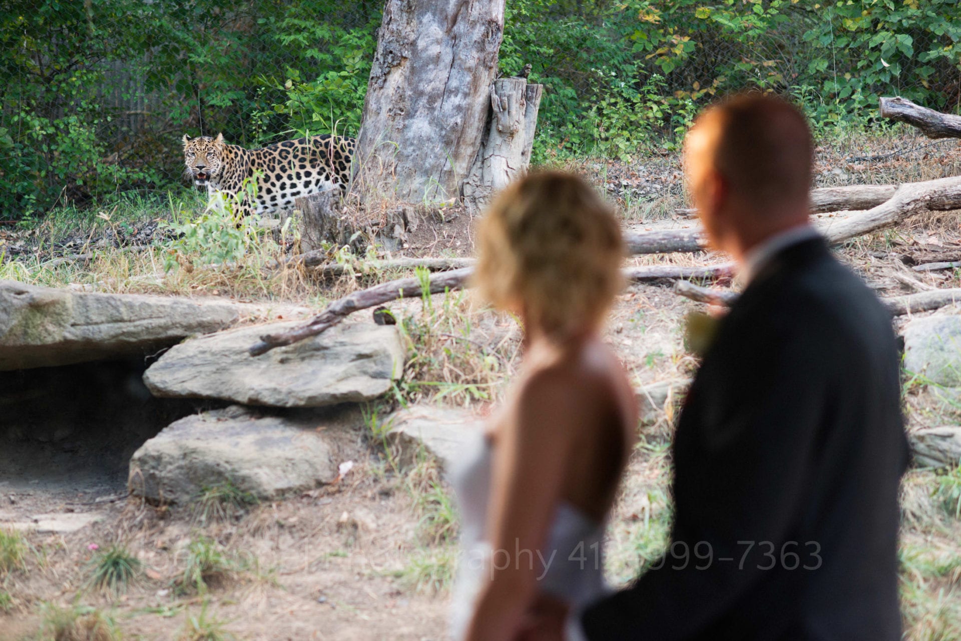 A bride and groom stand in the foreground and look at a leopard who stands behind a tree and looks back at them.