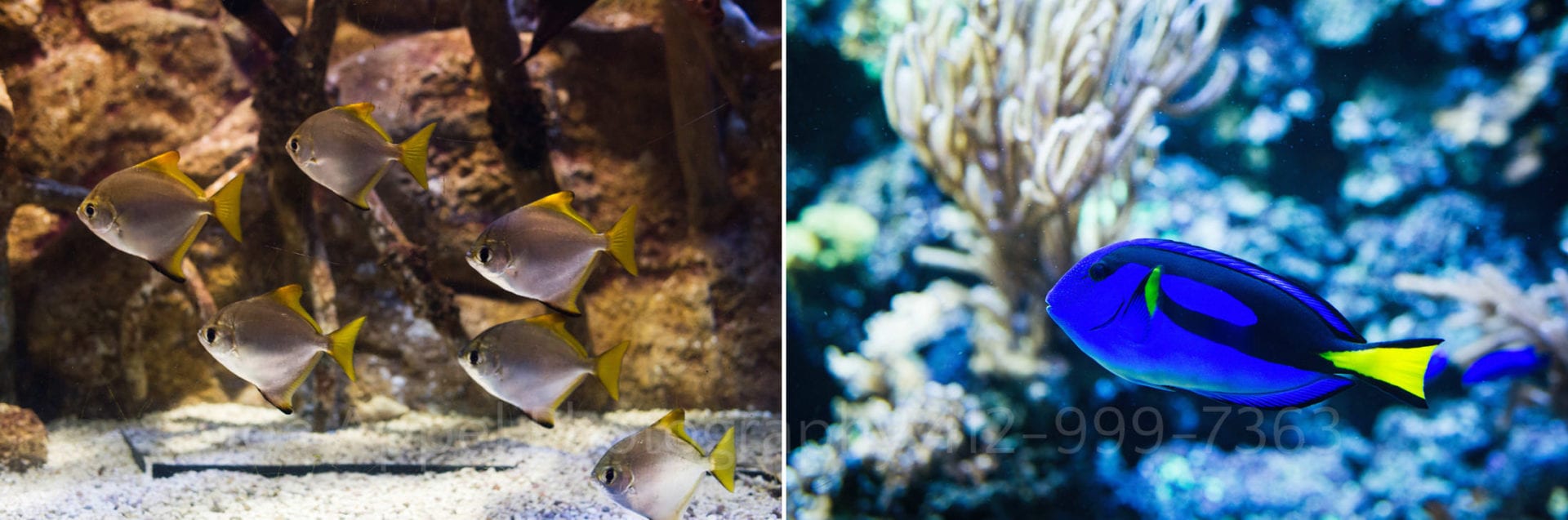 Two different photos of fish swimming during a PPG Aquarium wedding.
