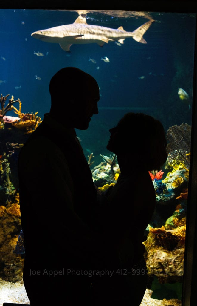 A shark swims above a silhouetted bride and groom during their PPG Aquarium wedding.