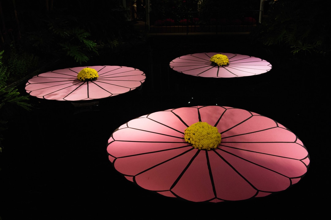 Pink lily pads decorate the pond in the Victoria Room at Phipps.